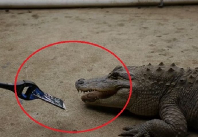 Stavili su Iphone 7 u čeljusti aligatora, a ono što se potom dogodilo je sve zaprepastilo (VIDEO)