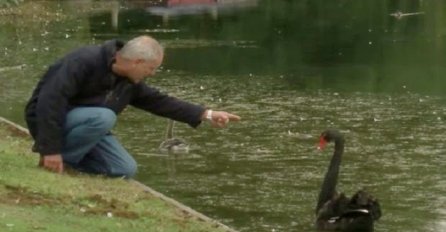 Prišao je crnom labudu i uperio u njega prst, no čekajte da vidite razlog (VIDEO)