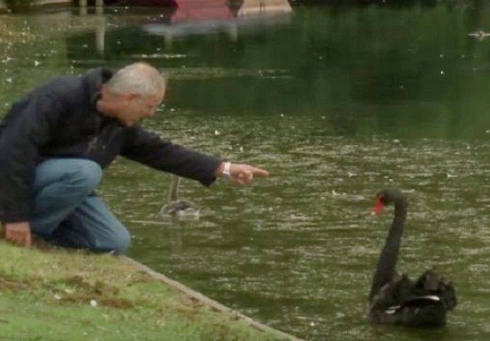 Prišao je crnom labudu i uperio u njega prst, no čekajte da vidite razlog (VIDEO)