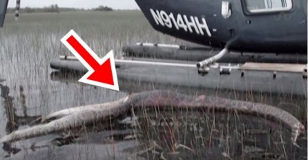 Četiri metra duga zmija pojela je aligatora, a onda joj je uslijedio pravi pakao (VIDEO)