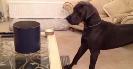 Stavila je crnu kantu ispred svog velikog psa, pogledajte šta će uslijediti u nastavku (VIDEO)