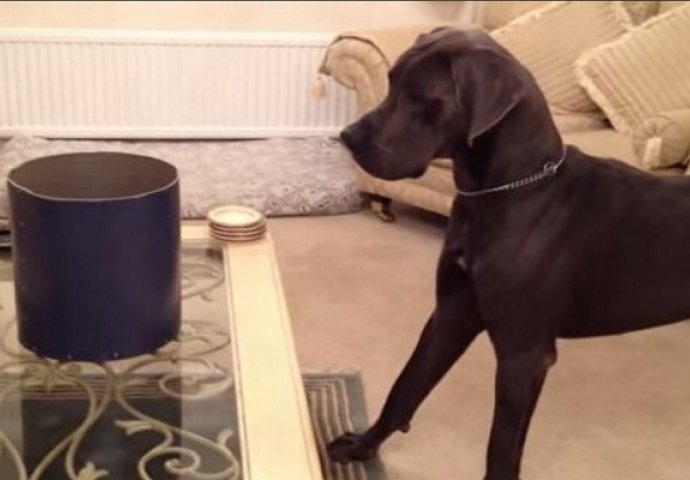 Stavila je crnu kantu ispred svog velikog psa, pogledajte šta će uslijediti u nastavku (VIDEO)