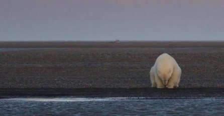 Otišla je na Aljasku kako bi fotografisala medvjede i zatekla NAJTUŽNIJI prizor na planeti! (FOTO)