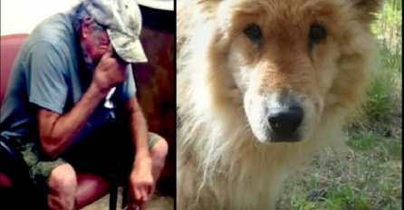 Transformacija psa koji se izgubio u šumi, natjerala je njegovog vlasnika da zaplače (VIDEO)