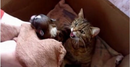 Stavili su novorođeno štene u kutiju sa mačićima, nisu imali pojma šta će uslijediti (VIDEO)