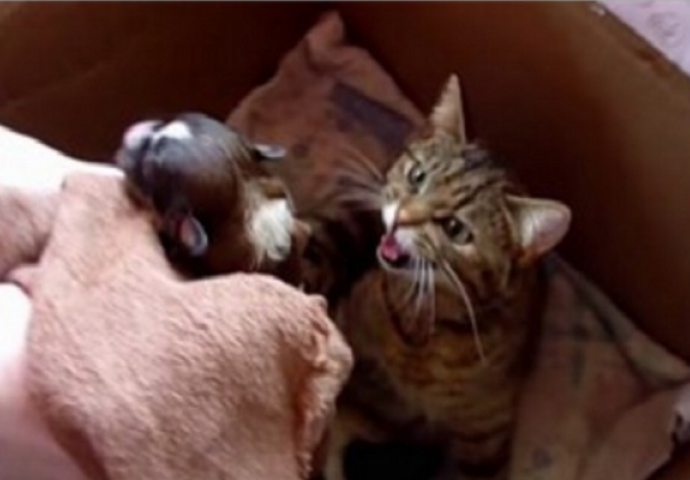 Stavili su novorođeno štene u kutiju sa mačićima, nisu imali pojma šta će uslijediti (VIDEO)