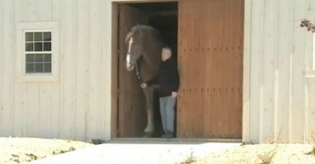 Izgleda kao običan konj ali kada napusti štalu, zaprepastit ćete se (VIDEO)