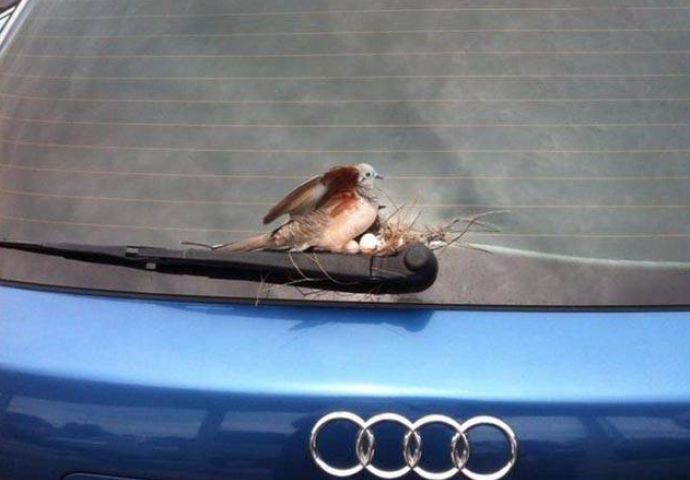 Ljubav je čudna stvar, dolazi u toliko nevjerovatnih oblika  (FOTO)