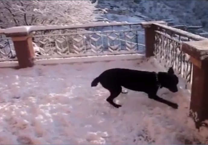 Njihov pas je po prvi put u svom životu vidio snijeg, njegova reakcija nasmijala je cijeli svijet (VIDEO)