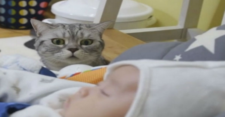 Donijeli su kući svoju tek rođenu bebu, a pogledajte kako je na to reagovala njihova mačka (VIDEO)