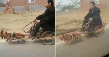 Kao da nije dovoljno što ih jedu! U Kini pse uprežu kao konje (VIDEO)