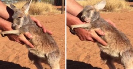 Pružio je ruke da dohvati ovu bebu kengura, a onda se dogodilo nešto nevjerovatno (VIDEO) 
