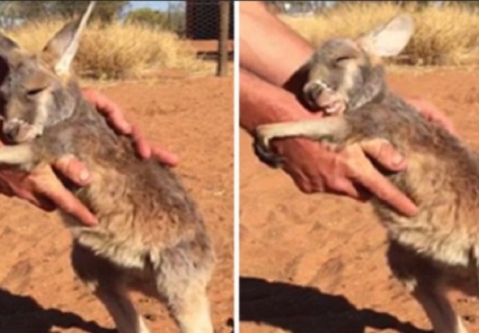 Pružio je ruke da dohvati ovu bebu kengura, a onda se dogodilo nešto nevjerovatno (VIDEO) 