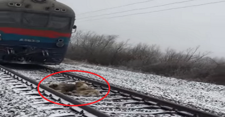 Ovo se zove vjernost: Pas dva dana čuvao svoju prijateljicu od vozova (VIDEO)