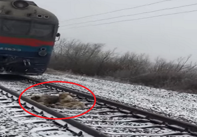 Ovo se zove vjernost: Pas dva dana čuvao svoju prijateljicu od vozova (VIDEO)