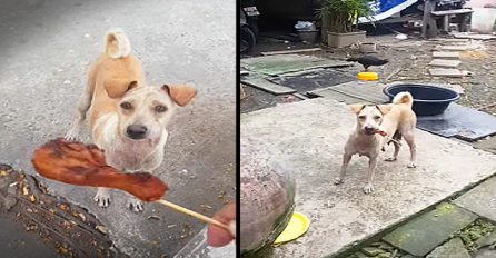 Gladni ulični pas je nosio hranu u ustima, a kada su ga pratili otkrili su srceparajuću istinu (VIDEO)