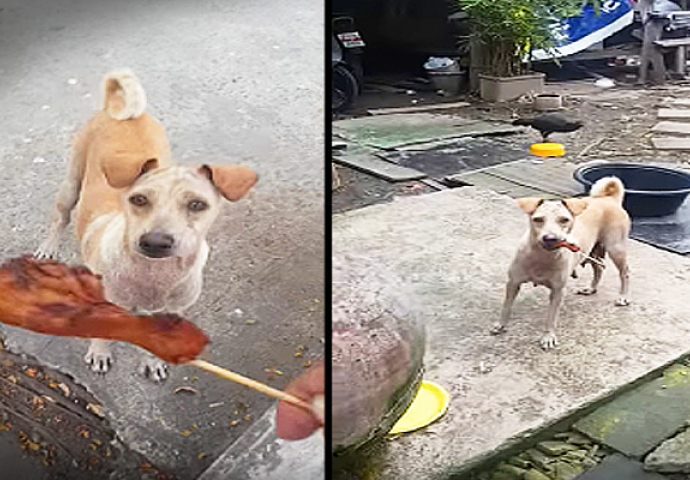 Gladni ulični pas je nosio hranu u ustima, a kada su ga pratili otkrili su srceparajuću istinu (VIDEO)