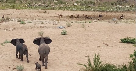 Čopor gladnih hijena napao slonića, no pogledajte šta su uradili njegovi roditelji (VIDEO)
