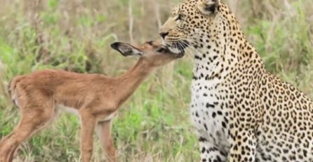 Antilopa je prišla leopardu, a ono što se zatim desilo je ostavilo sve bez riječi (VIDEO)