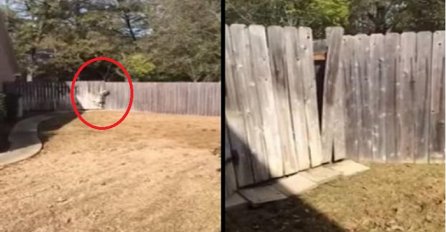 Čuo je neobične krike iz komšijinog dvorišta: Kada je otišao da provjeri, imao je šta da vidi (VIDEO)