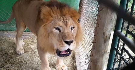 Lav je 13 godina bio zaključan u kavezu, pogledajte njegovu reakciju kada je pušten na slobodu (VIDEO)