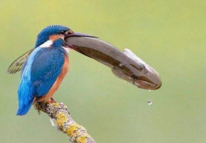 Prava mala remek djela: Zbog ovakvih fotografija imamo osjećaj kao da je svijet zastao na par sekundi (FOTO)