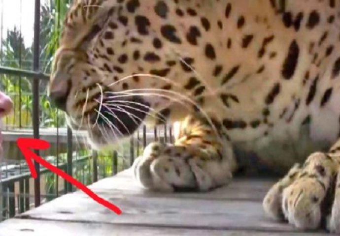 Ovaj čovjek se približio kavezu leoparda, ali ni sanjao nije da će leopard ovako reagovati (VIDEO)