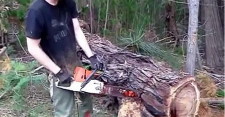 Uzeo je motorku i počeo da reže staro drvo: Nekoliko sekundi kasnije, odvijao se pravi horor (VIDEO)