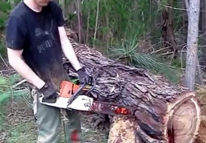 Uzeo je motorku i počeo da reže staro drvo: Nekoliko sekundi kasnije, odvijao se pravi horor (VIDEO)