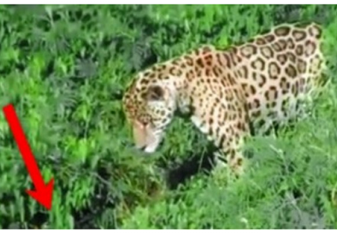 Jaguar je primjetio nešto u vodi: Skočio je u rijeku, a ono što je izvukao je suludo (VIDEO)