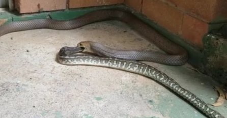 Zmija kanibal je nešto najjezivije što ćete ikad vidjeti u životu! Pogledajte na koji način guta drugu zmiju  (VIDEO)