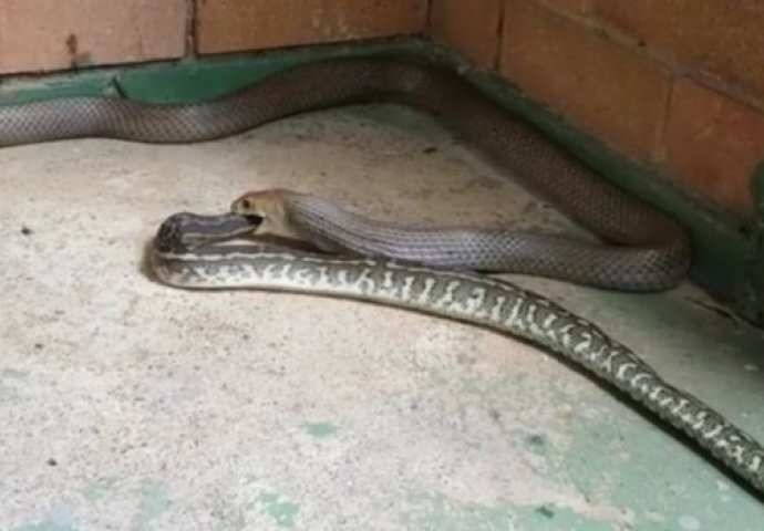 Zmija kanibal je nešto najjezivije što ćete ikad vidjeti u životu! Pogledajte na koji način guta drugu zmiju  (VIDEO)