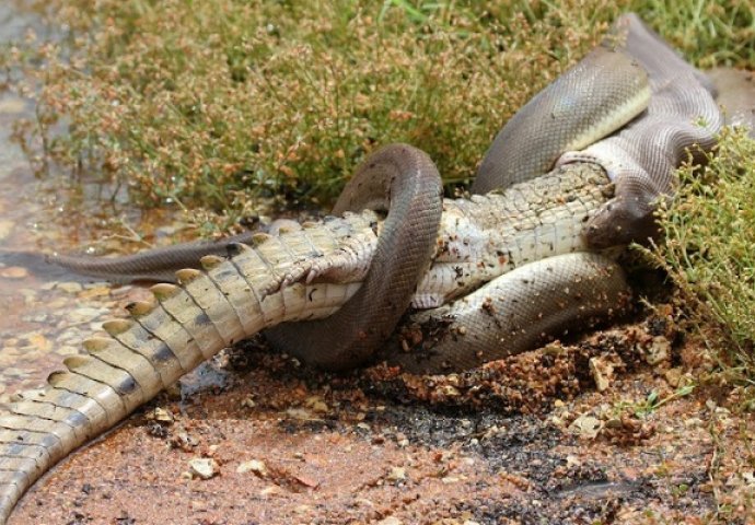 Borba do smrti: Veliki piton savladao pa progutao čitavog krokodila (VIDEO)