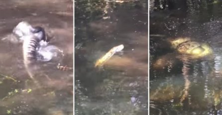 Borba na život i smrt: U obračunu aligatora i pitona od 15 metara mogao je da preživi samo jedan (VIDEO)