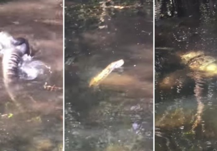 Borba na život i smrt: U obračunu aligatora i pitona od 15 metara mogao je da preživi samo jedan (VIDEO)