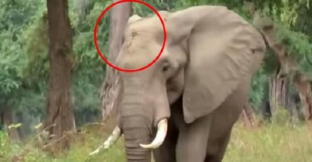 Monstrumi upucali slona u glavu, a onda je pametna životinja pronašla ljekare i uradila nešto nezamislivo (VIDEO)