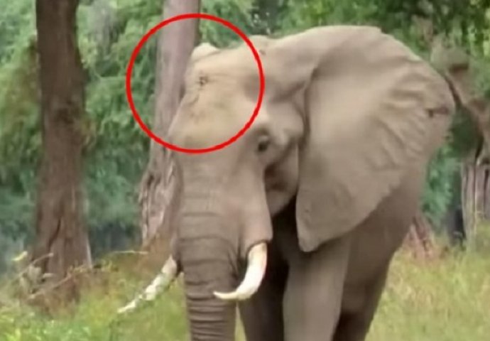 Monstrumi upucali slona u glavu, a onda je pametna životinja pronašla ljekare i uradila nešto nezamislivo (VIDEO)