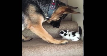 Njemački ovčar pomaže mačiću da se popne uz stepenice (VIDEO)