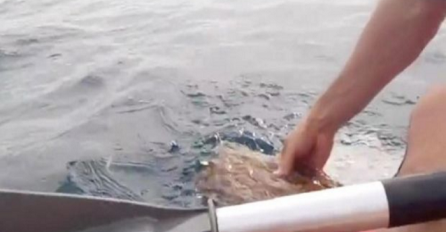 Stavio je ruku u vodu, a onda je vidio nešto čudno kako velikom brzinom pliva prema njegovom kajaku (VIDEO)