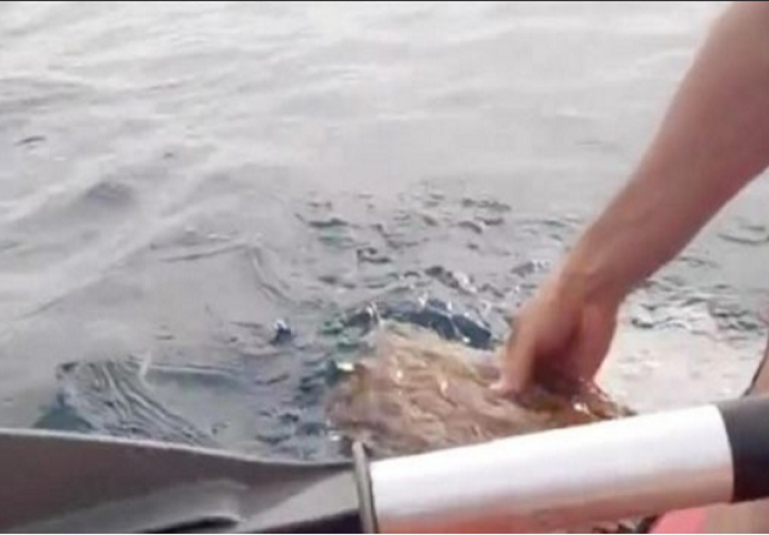 Stavio je ruku u vodu, a onda je vidio nešto čudno kako velikom brzinom pliva prema njegovom kajaku (VIDEO)