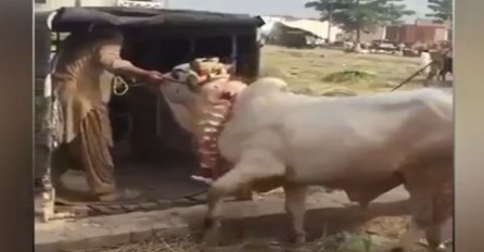 Farmer je htio u kamion utovariti ovog bika, no ono što će se desiti na 0:34 će vas šokirati (VIDEO)