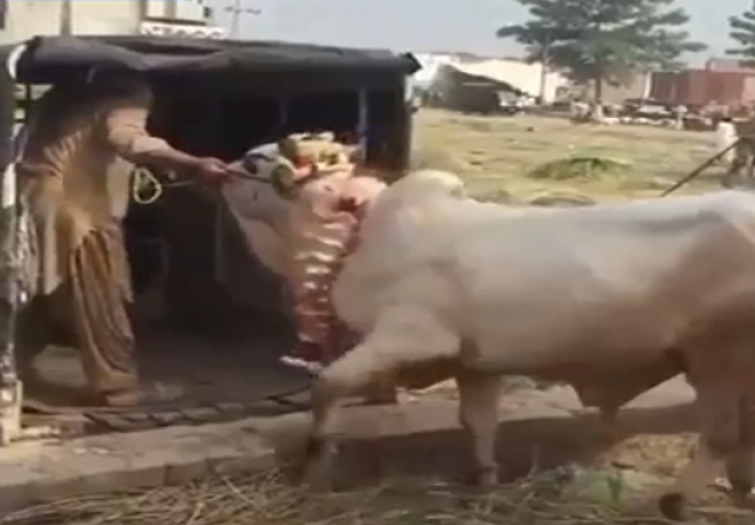 Farmer je htio u kamion utovariti ovog bika, no ono što će se desiti na 0:34 će vas šokirati (VIDEO)