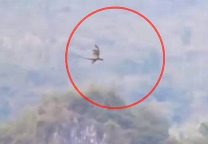 U početku je mislio da snima rijetku pticu u daljini, ali kada je zumirao uslijedio je šok (VIDEO)