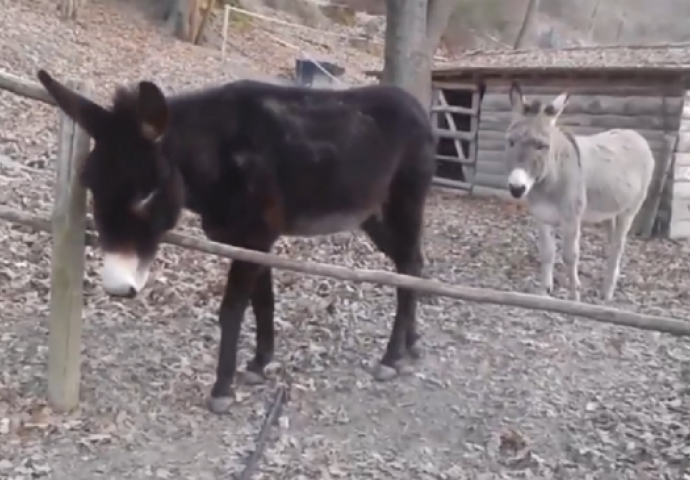 Ko kaže da su glupi? Pogledajte kako je ovaj magarac na genijalan način odlučio da pređe preko ograde (VIDEO)