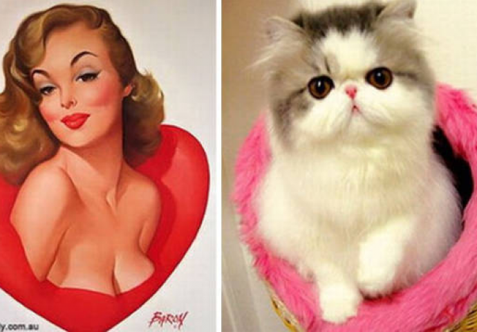 Uvijek smo se pitali zašto žene nazivaju mačkama, a sada i znamo! Razlog je i više nego očit (FOTO)