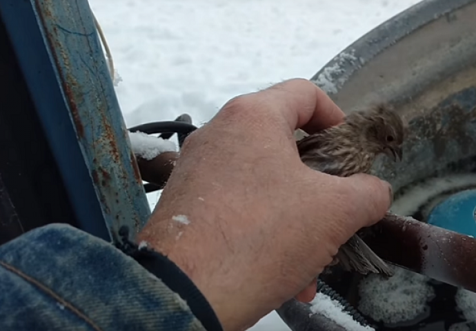 Vrabac se zaledio čim je sletio na metalnu šipku, pogledajte šta mu je uradio ovaj čovjek  (VIDEO)