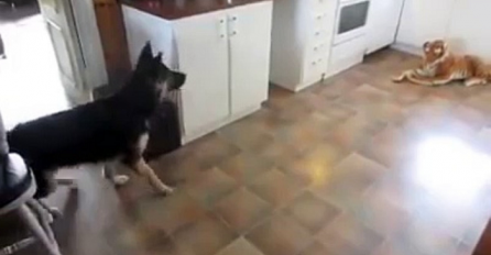 Ostavio je plišanog tigra u kuhinji, reakcija njegovog vučjaka nasmijala je milione (VIDEO)