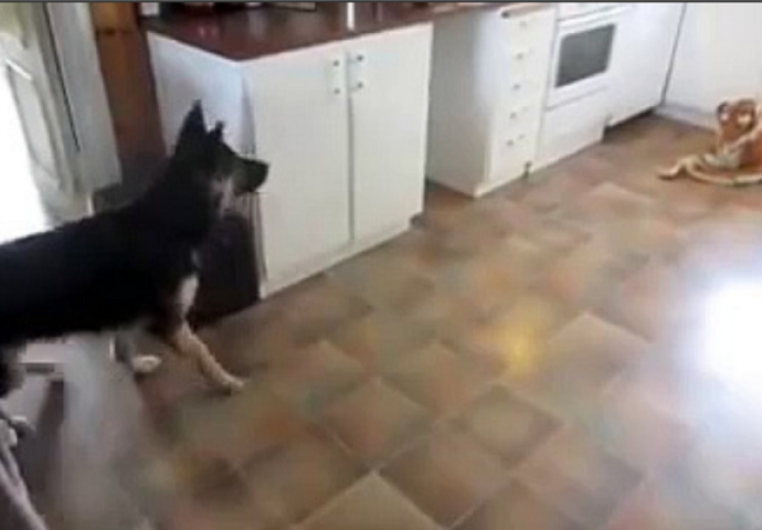 Ostavio je plišanog tigra u kuhinji, reakcija njegovog vučjaka nasmijala je milione (VIDEO)