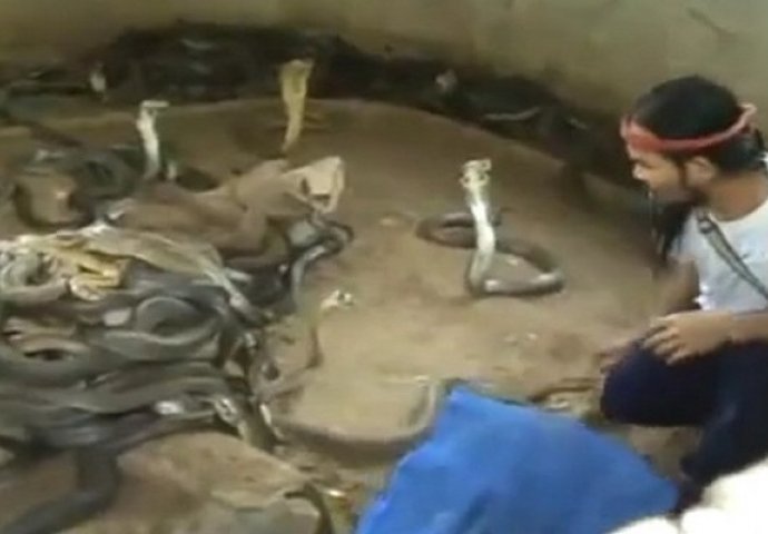 Kada vidite šta ovaj čovjek radi sa zmijama otrovnicama, zaledit će vam se krv u venama (VIDEO)