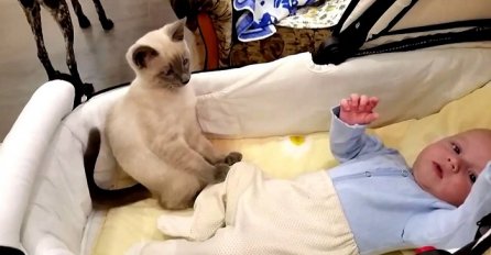 Mama je bezuspješno pokušavala da umiri bebu, a onda je u njen krevetić uletjela mačka (VIDEO)